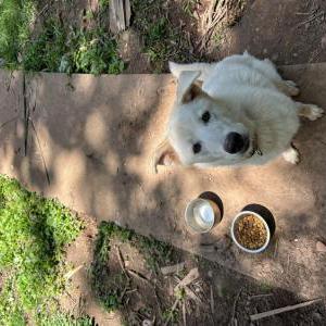 Lost Dog Luna