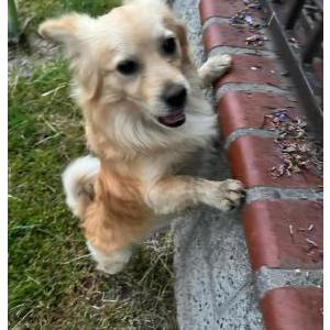 Found Dog Unknown