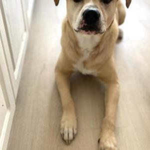 Lost Dog Levi