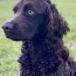Image of Unknown, Found Dog