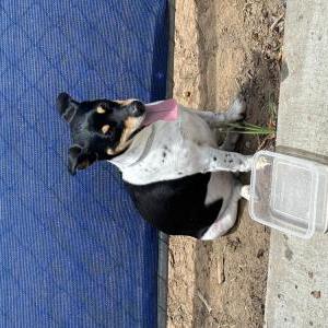 Found Dog Unknown