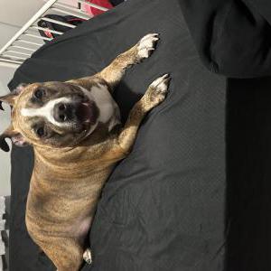 Lost Dog Remy