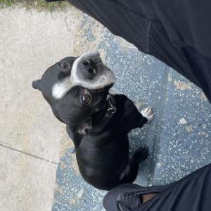 Lost Dog Tommy