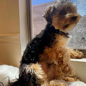 Lost Dog Teddy