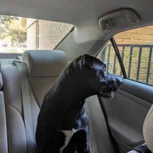Found Dog Unknown