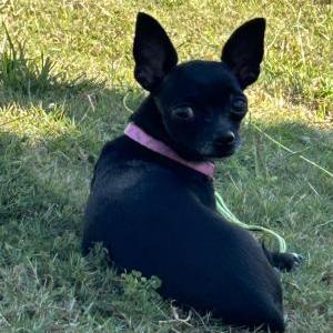 Lost Dog Alaska