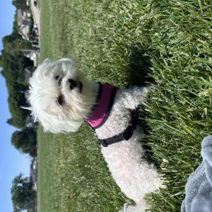 Lost Dog Remy