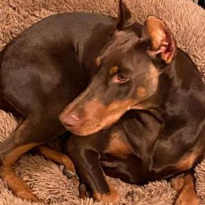 Lost Dog Phoniex
