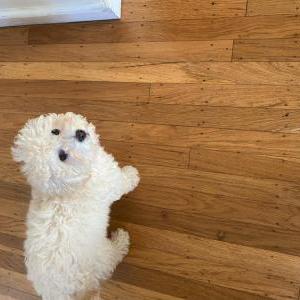 Lost Dog Tito