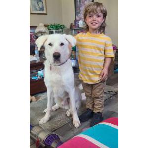 Lost Dog Tiny