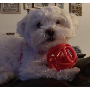 Lost Dog Kayla