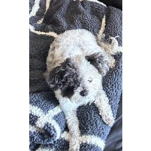 Lost Dog Saki