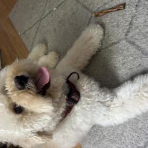 Lost Dog Ted