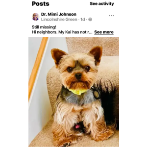 Lost Dog Kai