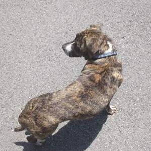 Lost Dog Socs