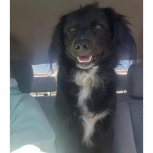 Lost Dog maggie