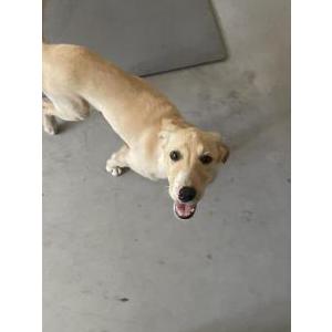 Found Dog Unknown