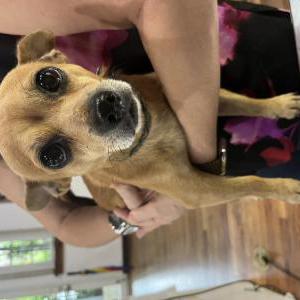 Found Dog Unknown