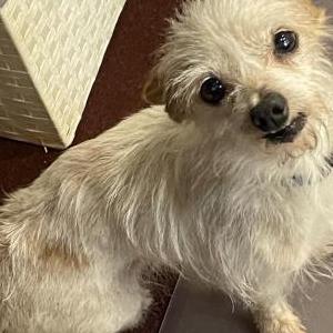 Found Dog Unknown