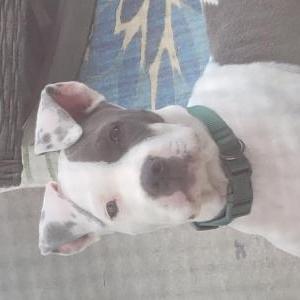 Found Dog Unknown