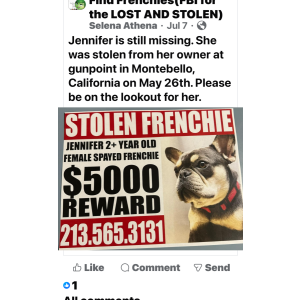 Lost Dog Jennifer