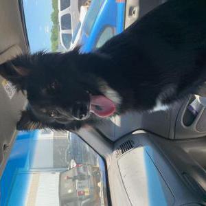 Image of Unknown, Found Dog