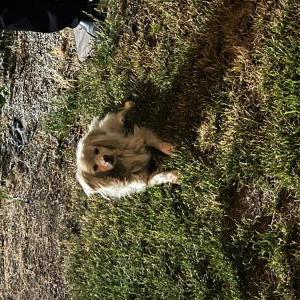 Found Dog Unknown