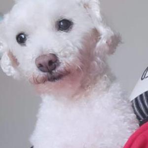 Lost Dog Agnes