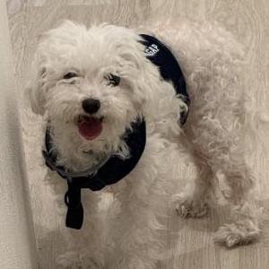 Lost Dog Princess or Pinot