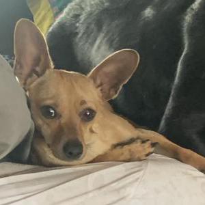 Lost Dog Esteban