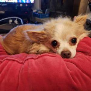 Lost Dog Chewie