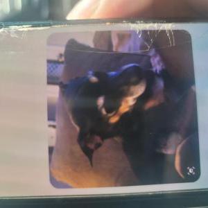 Lost Dog Little man