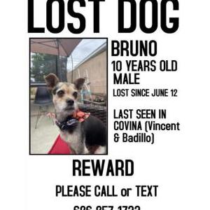 Lost Dog Bruno