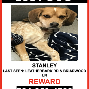 Lost Dog STANLEY
