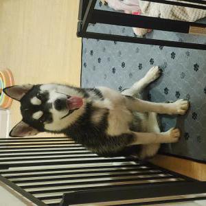 Found Dog Unknown