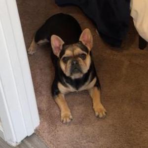 Lost Dog Glizzy