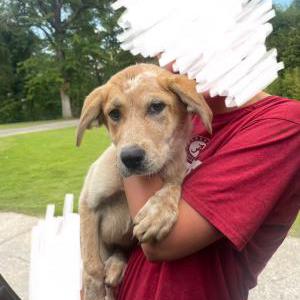 Lost Dog Unknown