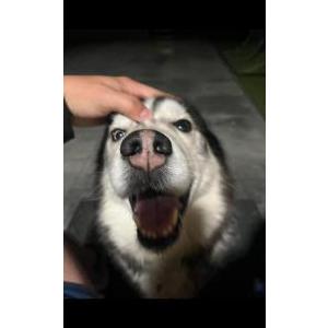 Lost Dog Buzz