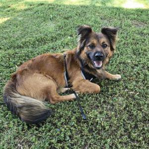 Found Dog Unknown
