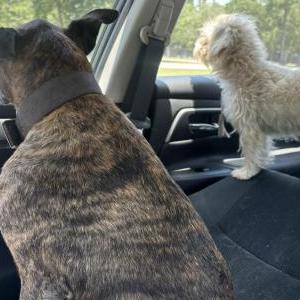 Found Dog Unknown