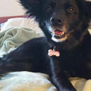 Lost Dog Chloe