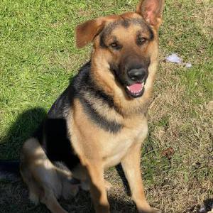 Lost Dog Dak