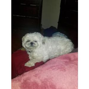 Lost Dog ChaCha