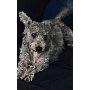 Lost Dog Scruppies