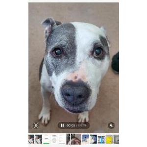 Lost Dog Annie Lennox