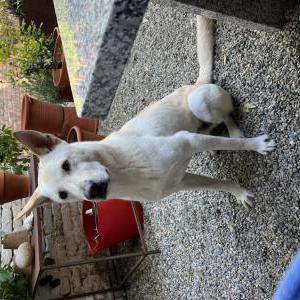 Lost Dog Lupo