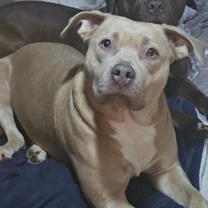 Lost Dog Duke and Ziggy