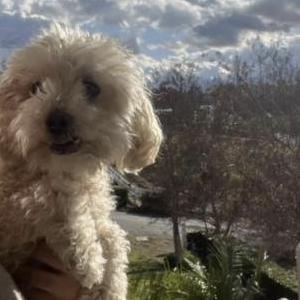 Lost Dog Danny