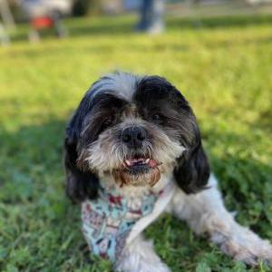 Lost Dog bubbles