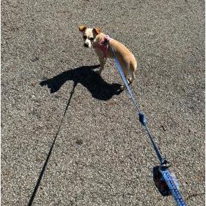Lost Dog Biscuit/Rosie